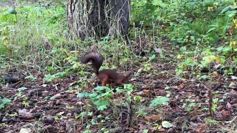 A brown squirrel runs and hides food supplies for the winter Stock Footage 344844375