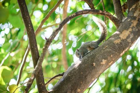 Brown squirrel runs on a green tree. Stock Photos