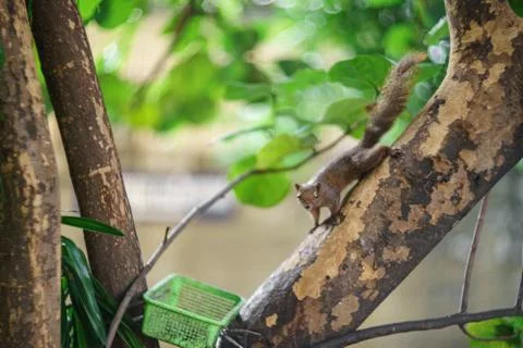 Brown squirrel runs on a green tree. Stock Photos