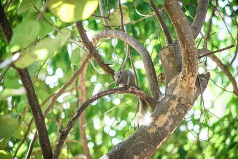 Brown squirrel runs on a green tree. Stock Photos