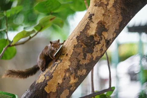 Brown squirrel runs on a green tree. Stock Photos