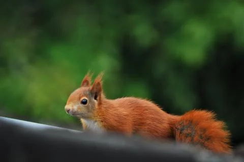 A brown squirrel runs over a black roof Stock Photos