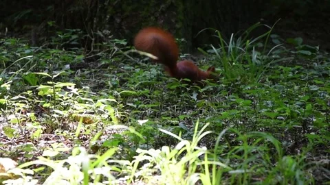 Brown squirrel runs through the forest grass in search of food Stock Footage 115151700