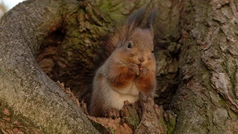 Brown squirrel sits in a hollow on a tree. Squirrel eats nuts Stock Footage 171399595