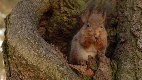 Brown squirrel sits in a hollow on a tree. Squirrel eats nuts Stock Footage 171399597