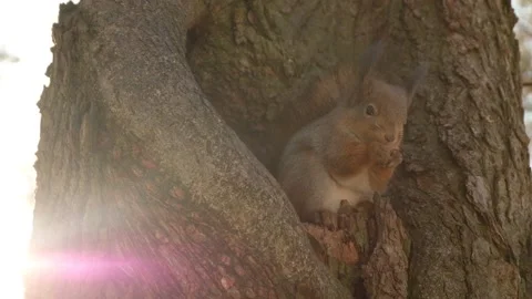 Brown squirrel sits in a hollow on a tree. Squirrel eats nuts Stock Footage 171399598