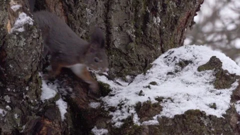 Brown Squirrel sits at a tree trunk  Stock Footage 300368489