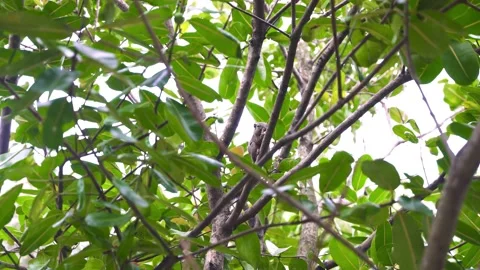 Brown squirrel sitting and eating on a tree branch hidden among green leaves Stock Footage 159672061