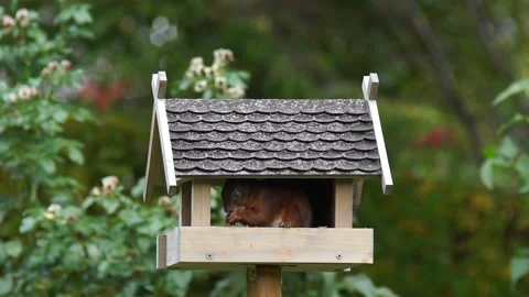 Brown squirrel sitting a bird feeder house Stock Footage 218364955