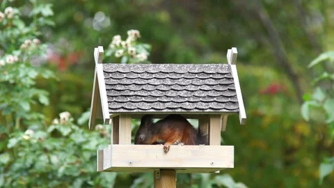 Brown squirrel sitting in a bird feeder house Stock Footage 218364964
