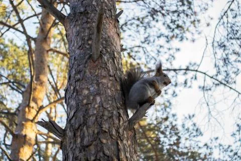 Brown squirrel sitting high on a tree branch in the winter forest Stock Photos