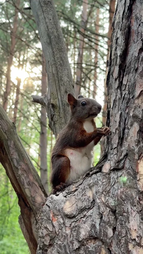 A brown squirrel is sitting on a pine tree and eating seeds. 4K footage Stock Footage 340958376