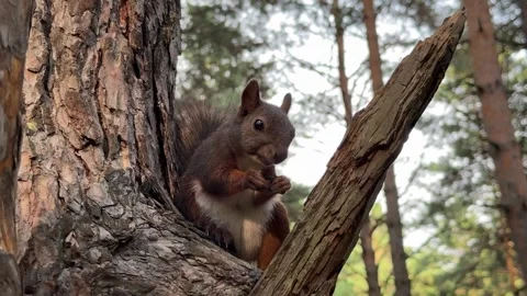 A brown squirrel is sitting on a pine tree and eating seeds. 4K footage Stock Footage 340958387