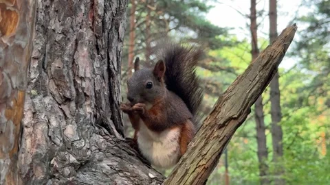 A brown squirrel is sitting on a pine tree and eating seeds. 4K footage Stock Footage 340958392