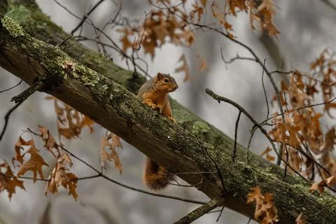Brown squirrel sitting on the tree branch Stock Photos