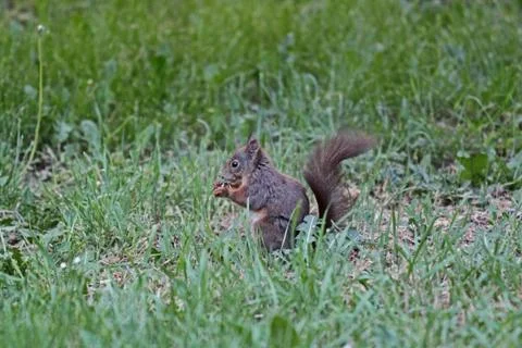 Brown squirrel standing on the grass Stock Photos