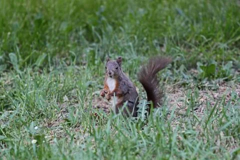 Brown squirrel standing on the grass Stock Photos