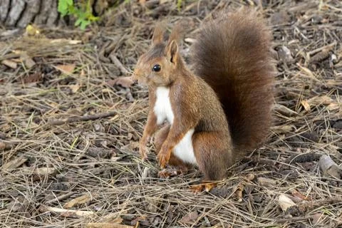 A brown squirrel is standing on the ground Stock Photos