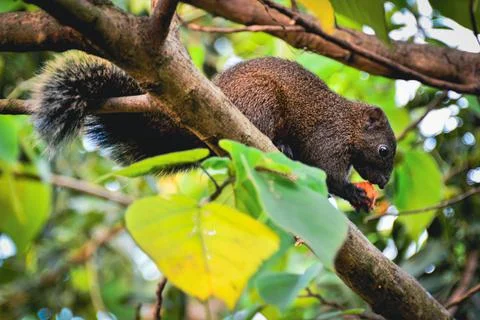 A brown squirrel is standing on a tree branch eating red fruit. Stock Photos