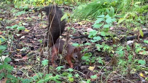 A brown squirrel stores up for winter by burying food in the dry leaves Stock Footage 344531670