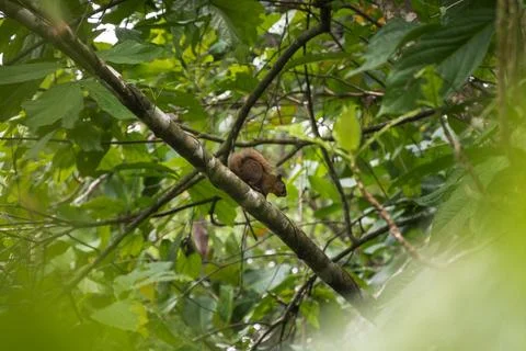 Brown squirrel on tree branch in Bocas del Toro Panama rainforest Stock Photos