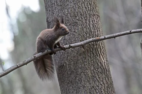 Brown squirrel on a tree branch Stock Photos