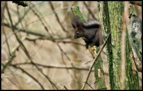 A brown squirrel in the tree during spring time Foto stock
