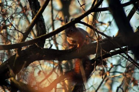 A brown squirrel in the tree during spring time Stock Photos