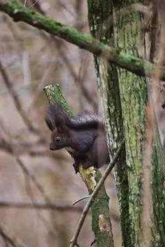 A brown squirrel in the tree during spring time Stock Photos