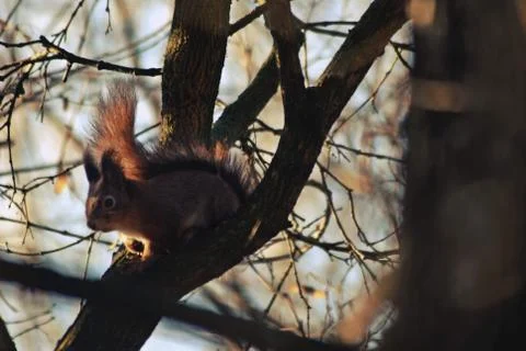 A brown squirrel in the tree during spring time Stock Photos