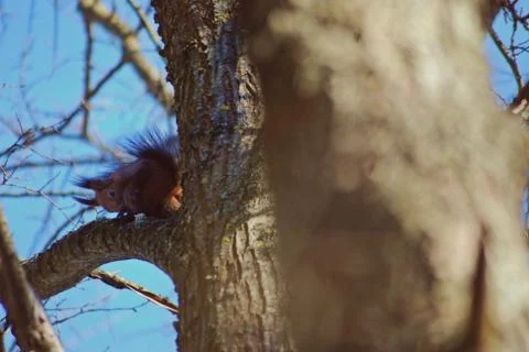 A brown squirrel in the tree during spring time Stock Photos