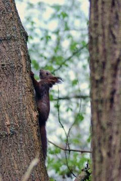 A brown squirrel in the tree during spring time Stock Photos