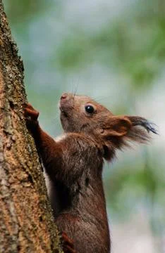A brown squirrel in the tree during spring time Stock Photos