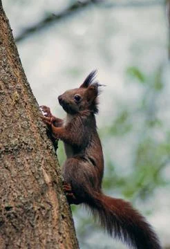 A brown squirrel in the tree during spring time Stock Photos