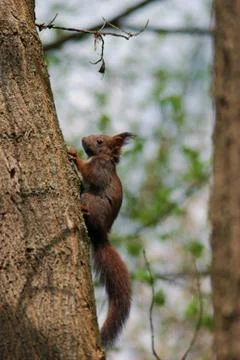 A brown squirrel in the tree during spring time Stock Photos