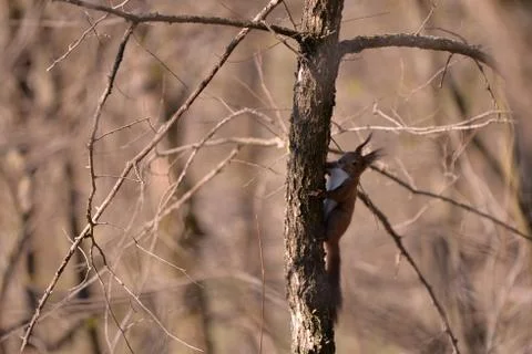 A brown squirrel in the tree during spring time Stock Photos