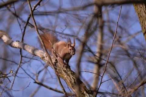 A brown squirrel in the tree during spring time Stock Photos