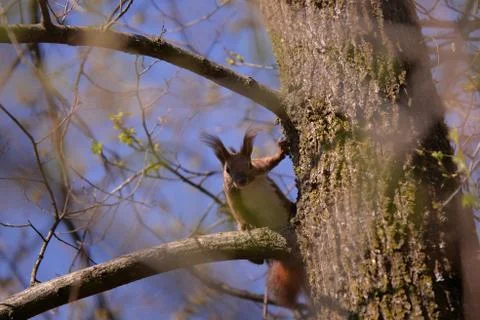 A brown squirrel in the tree during spring time Foto stock