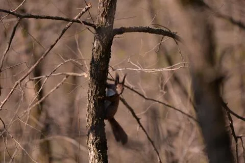 A brown squirrel in the tree during spring time Stock Photos