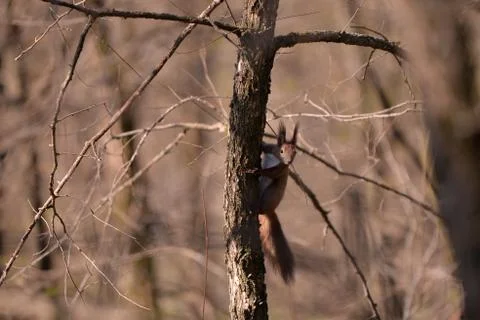 A brown squirrel in the tree during spring time Stock Photos