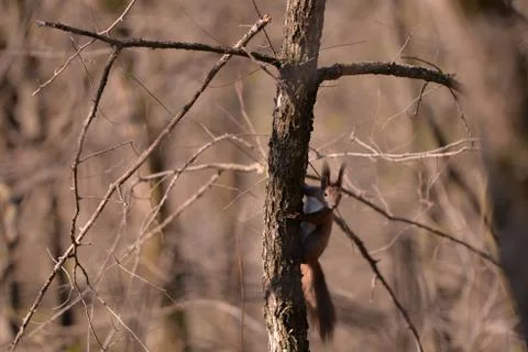 A brown squirrel in the tree during spring time Stock-Fotos