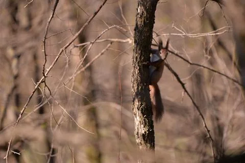 A brown squirrel in the tree during spring time Stock Photos