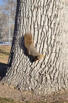 Brown Squirrel on Tree Stock Photos
