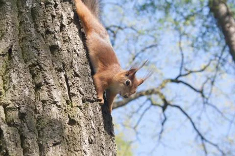 The brown squirrel on a tree Stock Photos