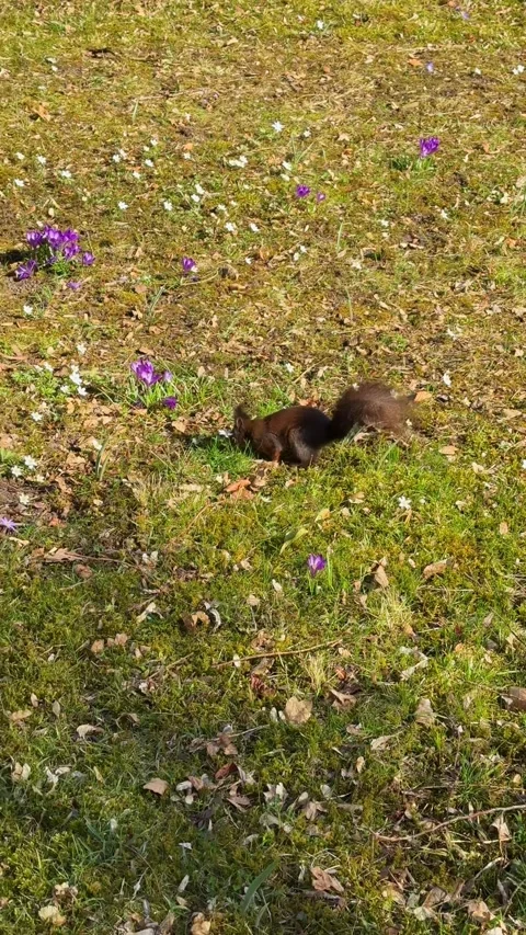 Brown squirrel walking a spring meadow Stock Footage 331823249
