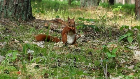Brown squirrel with white chest eating nut on forest meadow ground Stock Footage 313849891
