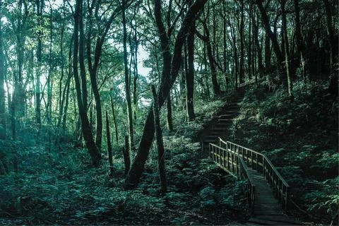Brown Stair Between Trees Stock-Fotos