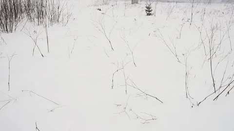Brown stalks of wild grass and seed heads protruding snow Stock Footage 337798940