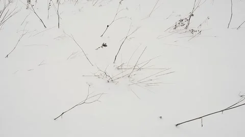 Brown stalks of wild grass and seed heads protruding snow Stock Footage 337798944