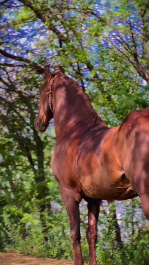 Brown Stallion Looking Around in Sunlit Woodland. Vídeos de archivo 335864364